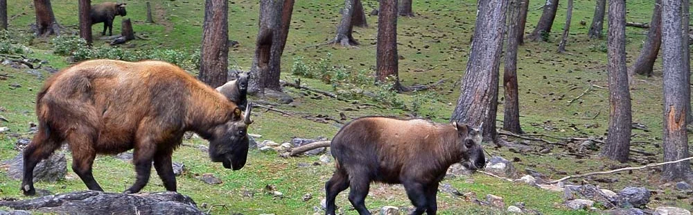 Bhutan takin in a forest enclosure near Thimphu