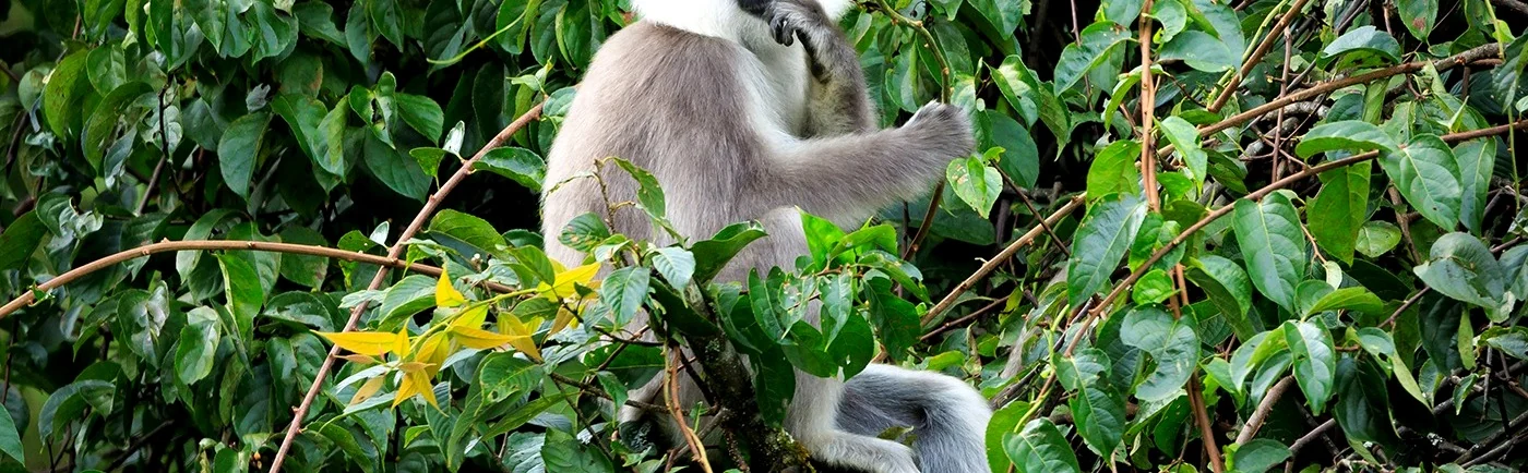 Golden langur in forest habitat in Bhutan