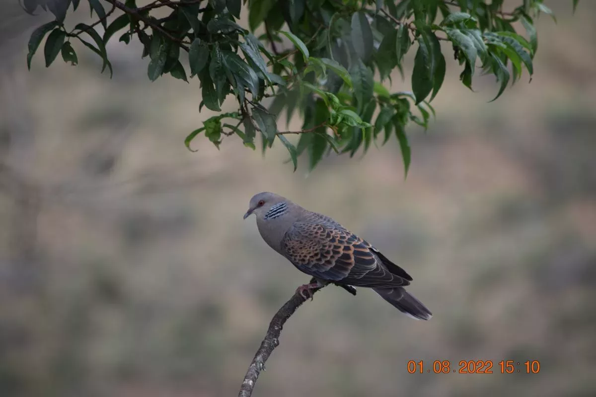 dove | Birdwatching In Bhutan