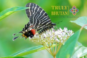 LUDLOW | Ludlow's Bhutan Swallowtail
