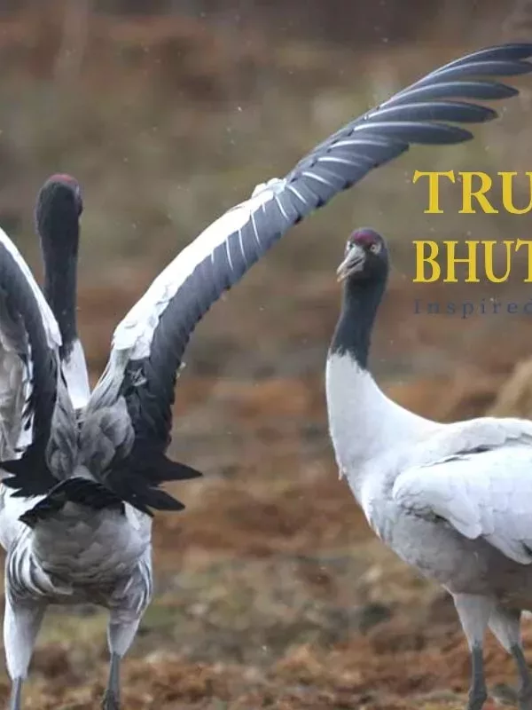 Black-necked cranes | Trashiyangtse